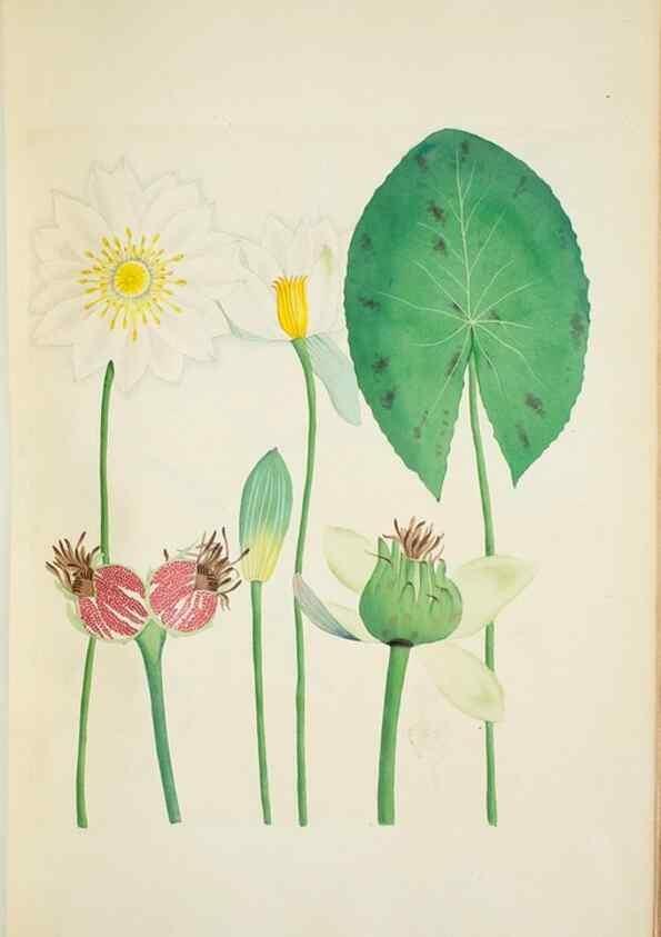 Reproducción/Reproduction 29596635483: Illustrationes florae novae hollandiae, sive icones generum quae in prodromo florae novae hollandiae et insulae van diemen descripsit robertus brown. Londini :Veneunt apud auctorem,1813