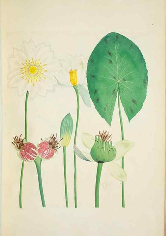 Reproducción/Reproduction 29596635483: Illustrationes florae novae hollandiae, sive icones generum quae in prodromo florae novae hollandiae et insulae van diemen descripsit robertus brown. Londini :Veneunt apud auctorem,1813