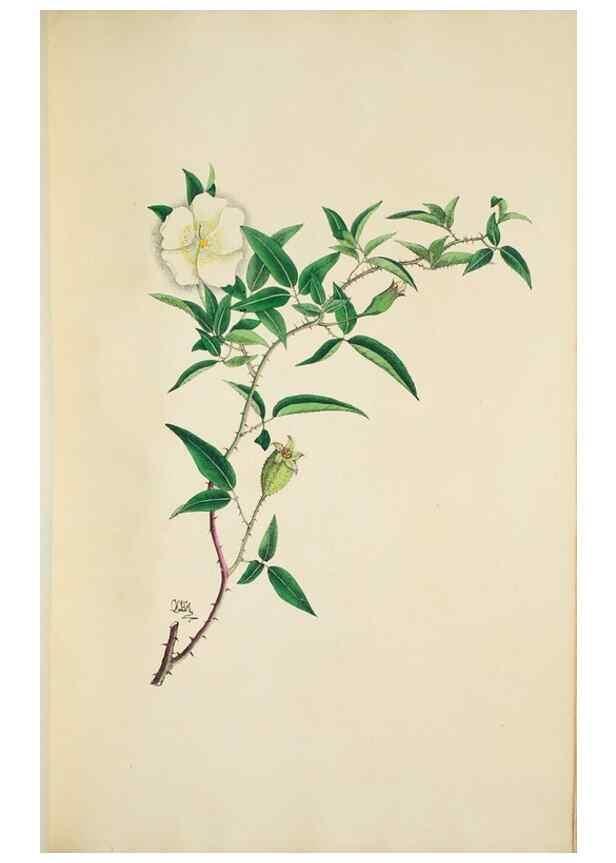 Reproducción/Reproduction 29596639213: Illustrationes florae novae hollandiae, sive icones generum quae in prodromo florae novae hollandiae et insulae van diemen descripsit robertus brown. Londini :Veneunt apud auctorem,1813
