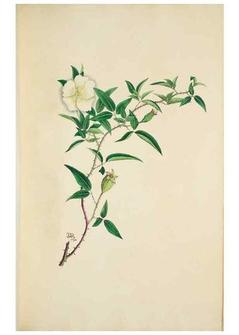 Reproducción/Reproduction 29596639213: Illustrationes florae novae hollandiae, sive icones generum quae in prodromo florae novae hollandiae et insulae van diemen descripsit robertus brown. Londini :Veneunt apud auctorem,1813
