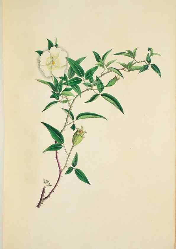 Reproducción/Reproduction 29596639213: Illustrationes florae novae hollandiae, sive icones generum quae in prodromo florae novae hollandiae et insulae van diemen descripsit robertus brown. Londini :Veneunt apud auctorem,1813