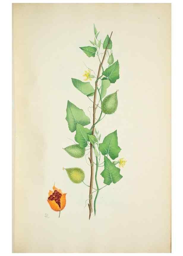 Reproducción/Reproduction 29596612783: Illustrationes florae novae hollandiae, sive icones generum quae in prodromo florae novae hollandiae et insulae van diemen descripsit robertus brown. Londini :Veneunt apud auctorem,1813