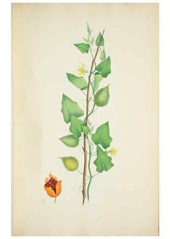 Reproducción/Reproduction 29596612783: Illustrationes florae novae hollandiae, sive icones generum quae in prodromo florae novae hollandiae et insulae van diemen descripsit robertus brown. Londini :Veneunt apud auctorem,1813