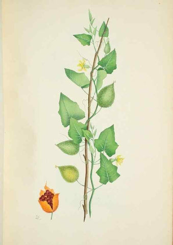 Reproducción/Reproduction 29596612783: Illustrationes florae novae hollandiae, sive icones generum quae in prodromo florae novae hollandiae et insulae van diemen descripsit robertus brown. Londini :Veneunt apud auctorem,1813
