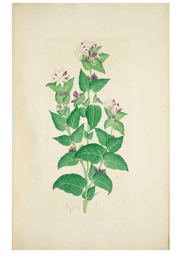 Reproducción/Reproduction 29596585403: Illustrationes florae novae hollandiae, sive icones generum quae in prodromo florae novae hollandiae et insulae van diemen descripsit robertus brown. Londini :Veneunt apud auctorem,1813