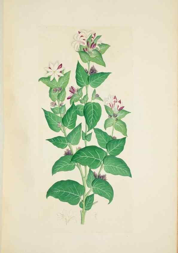 Reproducción/Reproduction 29596585403: Illustrationes florae novae hollandiae, sive icones generum quae in prodromo florae novae hollandiae et insulae van diemen descripsit robertus brown. Londini :Veneunt apud auctorem,1813
