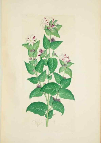 Reproducción/Reproduction 29596585403: Illustrationes florae novae hollandiae, sive icones generum quae in prodromo florae novae hollandiae et insulae van diemen descripsit robertus brown. Londini :Veneunt apud auctorem,1813