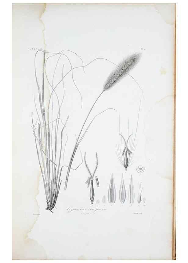 Reproducción/Reproduction 29596716873: Illustrationes florae novae hollandiae, sive icones generum quae in prodromo florae novae hollandiae et insulae van diemen descripsit robertus brown. Londini :Veneunt apud auctorem,1813