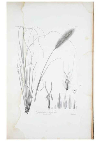 Reproducción/Reproduction 29596716873: Illustrationes florae novae hollandiae, sive icones generum quae in prodromo florae novae hollandiae et insulae van diemen descripsit robertus brown. Londini :Veneunt apud auctorem,1813