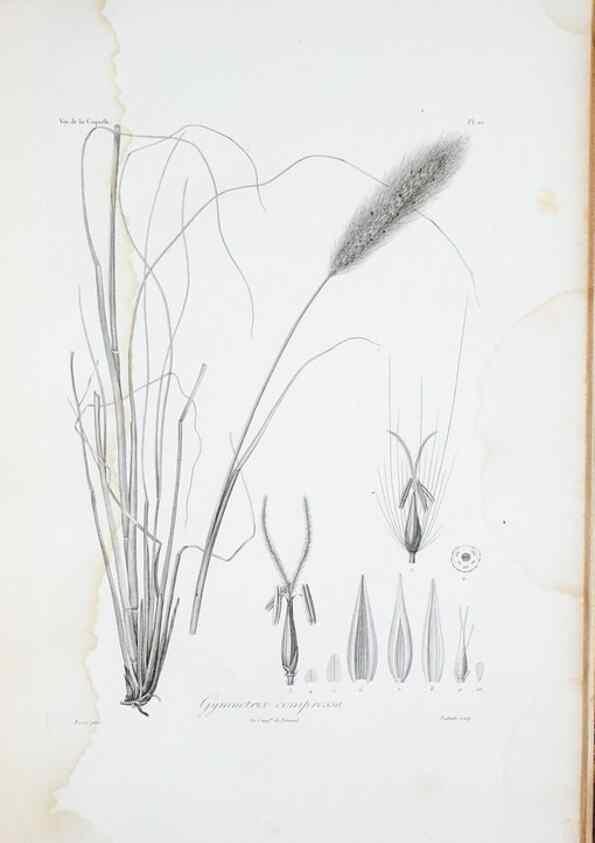 Reproducción/Reproduction 29596716873: Illustrationes florae novae hollandiae, sive icones generum quae in prodromo florae novae hollandiae et insulae van diemen descripsit robertus brown. Londini :Veneunt apud auctorem,1813