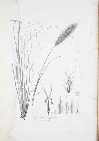 Reproducción/Reproduction 29596716873: Illustrationes florae novae hollandiae, sive icones generum quae in prodromo florae novae hollandiae et insulae van diemen descripsit robertus brown. Londini :Veneunt apud auctorem,1813