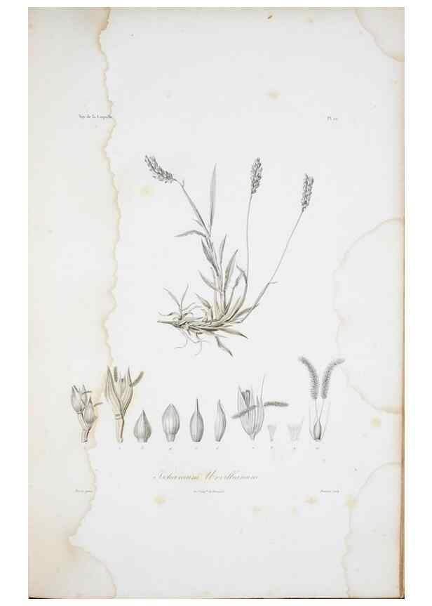 Reproducción/Reproduction 29929835950: Illustrationes florae novae hollandiae, sive icones generum quae in prodromo florae novae hollandiae et insulae van diemen descripsit robertus brown. Londini :Veneunt apud auctorem,1813