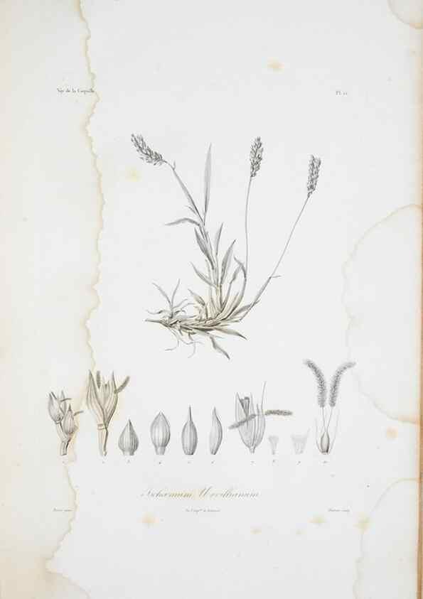 Reproducción/Reproduction 29929835950: Illustrationes florae novae hollandiae, sive icones generum quae in prodromo florae novae hollandiae et insulae van diemen descripsit robertus brown. Londini :Veneunt apud auctorem,1813