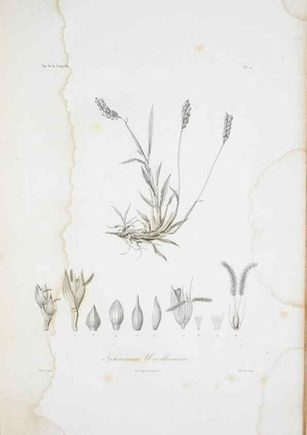 Reproducción/Reproduction 29929835950: Illustrationes florae novae hollandiae, sive icones generum quae in prodromo florae novae hollandiae et insulae van diemen descripsit robertus brown. Londini :Veneunt apud auctorem,1813