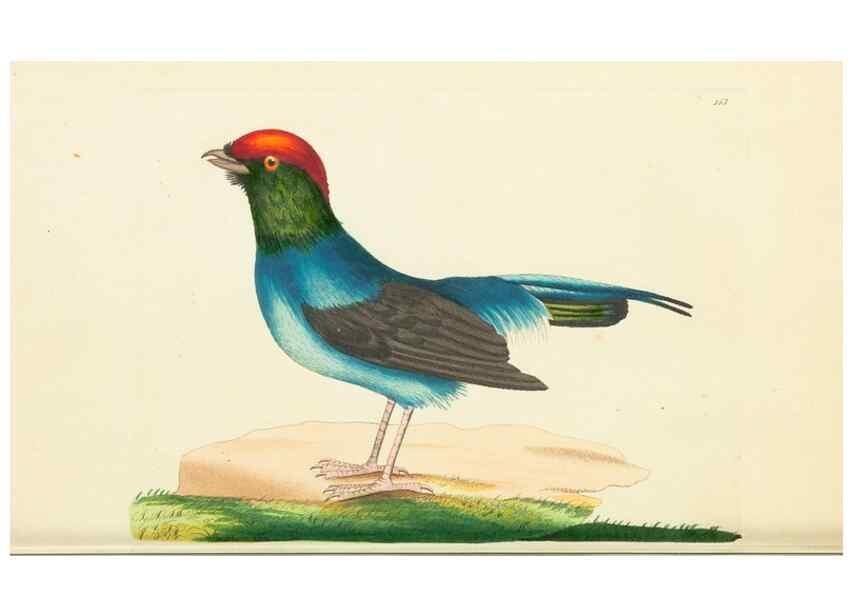 Reproducción/Reproduction 30110296964: The naturalist's miscellany, or Coloured figures of natural objects. London :Printed for Nodder & Co.,1789-1813