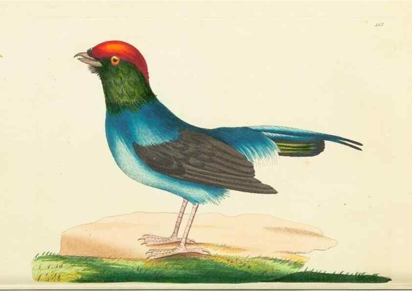 Reproducción/Reproduction 30110296964: The naturalist's miscellany, or Coloured figures of natural objects. London :Printed for Nodder & Co.,1789-1813