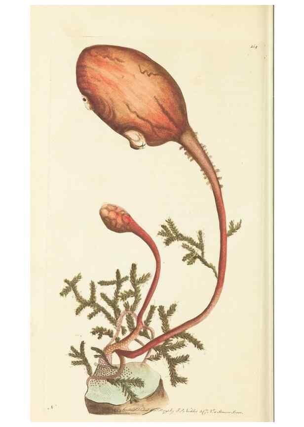 Reproducción/Reproduction 30110299144: The naturalist's miscellany, or Coloured figures of natural objects. London :Printed for Nodder & Co.,1789-1813