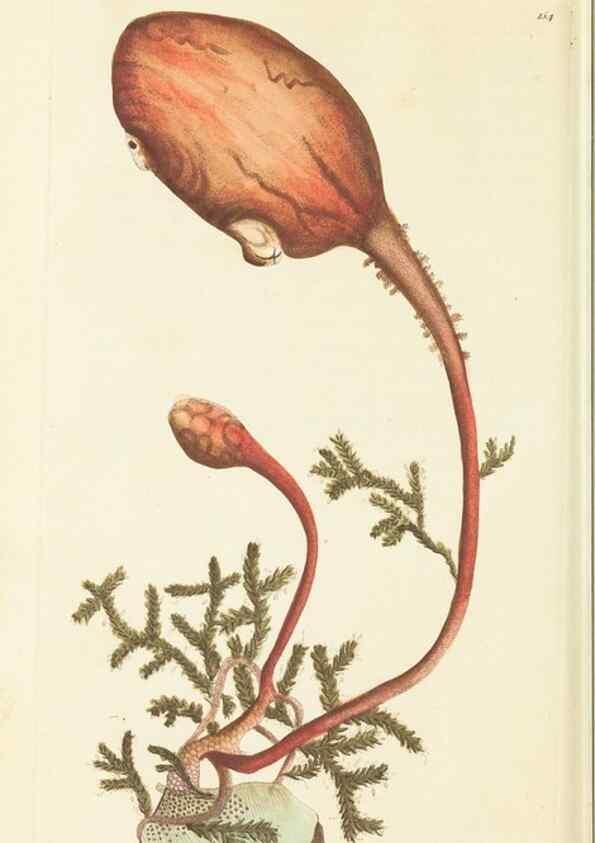 Reproducción/Reproduction 30110299144: The naturalist's miscellany, or Coloured figures of natural objects. London :Printed for Nodder & Co.,1789-1813