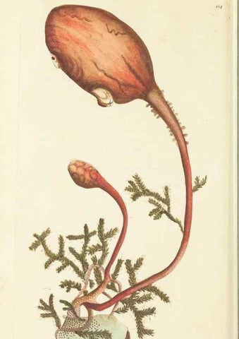 Reproducción/Reproduction 30110299144: The naturalist's miscellany, or Coloured figures of natural objects. London :Printed for Nodder & Co.,1789-1813