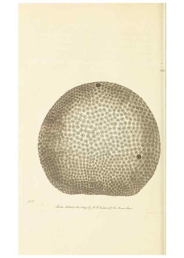 Reproducción/Reproduction 30705767656: The naturalist's miscellany, or Coloured figures of natural objects. London :Printed for Nodder & Co.,1789-1813