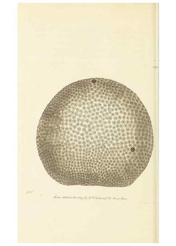 Reproducción/Reproduction 30705767656: The naturalist's miscellany, or Coloured figures of natural objects. London :Printed for Nodder & Co.,1789-1813