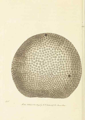 Reproducción/Reproduction 30705767656: The naturalist's miscellany, or Coloured figures of natural objects. London :Printed for Nodder & Co.,1789-1813