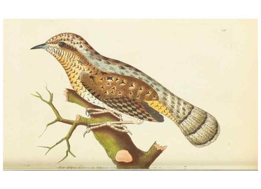 Reproducción/Reproduction 30654275021: The naturalist's miscellany, or Coloured figures of natural objects. London :Printed for Nodder & Co.,1789-1813