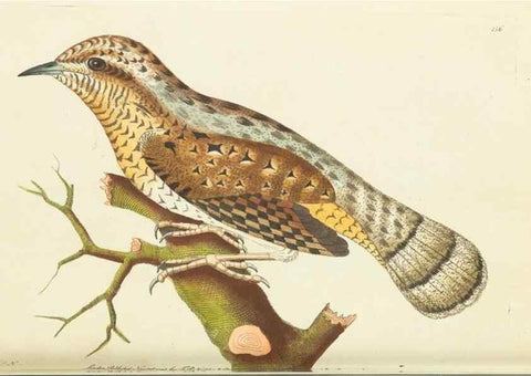 Reproducción/Reproduction 30654275021: The naturalist's miscellany, or Coloured figures of natural objects. London :Printed for Nodder & Co.,1789-1813