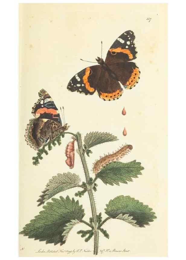 Reproducción/Reproduction 30654277651: The naturalist's miscellany, or Coloured figures of natural objects. London :Printed for Nodder & Co.,1789-1813