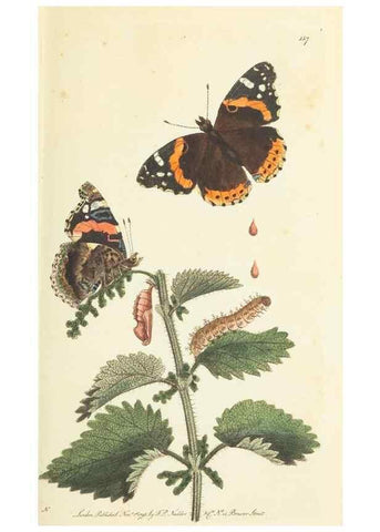 Reproducción/Reproduction 30654277651: The naturalist's miscellany, or Coloured figures of natural objects. London :Printed for Nodder & Co.,1789-1813