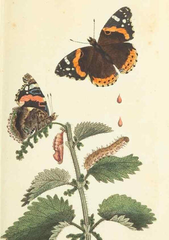 Reproducción/Reproduction 30654277651: The naturalist's miscellany, or Coloured figures of natural objects. London :Printed for Nodder & Co.,1789-1813
