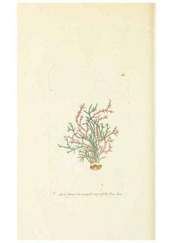 Reproducción/Reproduction 30441949500: The naturalist's miscellany, or Coloured figures of natural objects. London :Printed for Nodder & Co.,1789-1813