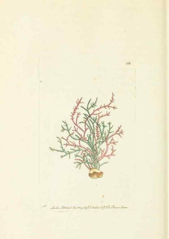 Reproducción/Reproduction 30441949500: The naturalist's miscellany, or Coloured figures of natural objects. London :Printed for Nodder & Co.,1789-1813