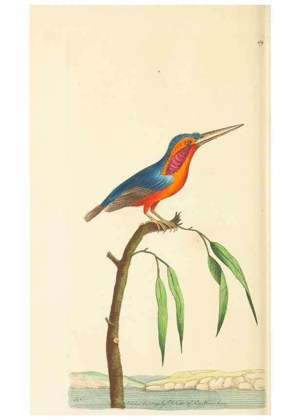 Reproducción/Reproduction 30742428875: The naturalist's miscellany, or Coloured figures of natural objects. London :Printed for Nodder & Co.,1789-1813