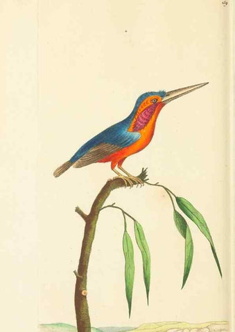 Reproducción/Reproduction 30742428875: The naturalist's miscellany, or Coloured figures of natural objects. London :Printed for Nodder & Co.,1789-1813