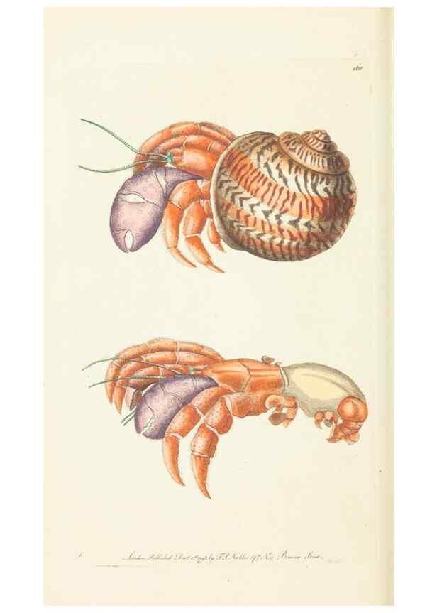 Reproducción/Reproduction 30625749182: The naturalist's miscellany, or Coloured figures of natural objects. London :Printed for Nodder & Co.,1789-1813