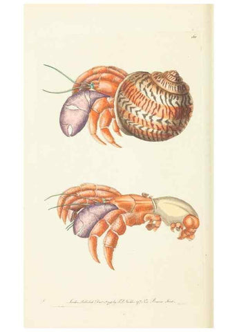 Reproducción/Reproduction 30625749182: The naturalist's miscellany, or Coloured figures of natural objects. London :Printed for Nodder & Co.,1789-1813