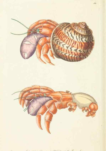 Reproducción/Reproduction 30625749182: The naturalist's miscellany, or Coloured figures of natural objects. London :Printed for Nodder & Co.,1789-1813