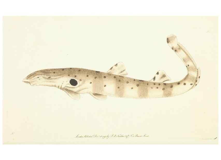 Reproducción/Reproduction 30742430765: The naturalist's miscellany, or Coloured figures of natural objects. London :Printed for Nodder & Co.,1789-1813