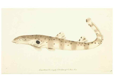 Reproducción/Reproduction 30742430765: The naturalist's miscellany, or Coloured figures of natural objects. London :Printed for Nodder & Co.,1789-1813