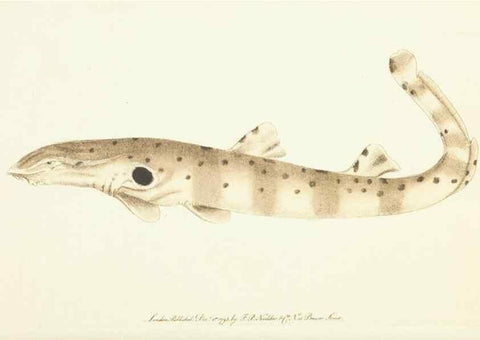 Reproducción/Reproduction 30742430765: The naturalist's miscellany, or Coloured figures of natural objects. London :Printed for Nodder & Co.,1789-1813