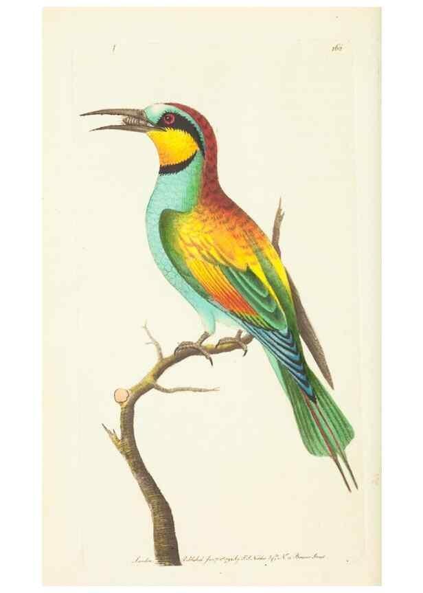 Reproducción/Reproduction 30625753382: The naturalist's miscellany, or Coloured figures of natural objects. London :Printed for Nodder & Co.,1789-1813