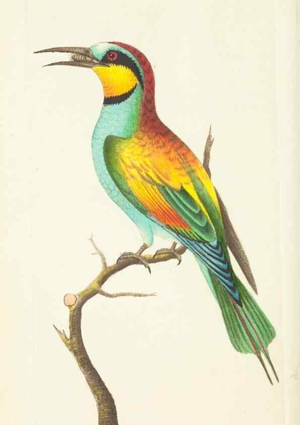 Reproducción/Reproduction 30625753382: The naturalist's miscellany, or Coloured figures of natural objects. London :Printed for Nodder & Co.,1789-1813