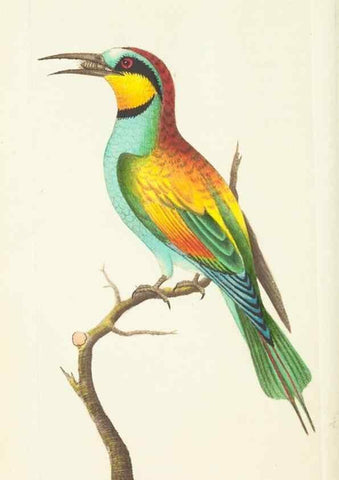 Reproducción/Reproduction 30625753382: The naturalist's miscellany, or Coloured figures of natural objects. London :Printed for Nodder & Co.,1789-1813