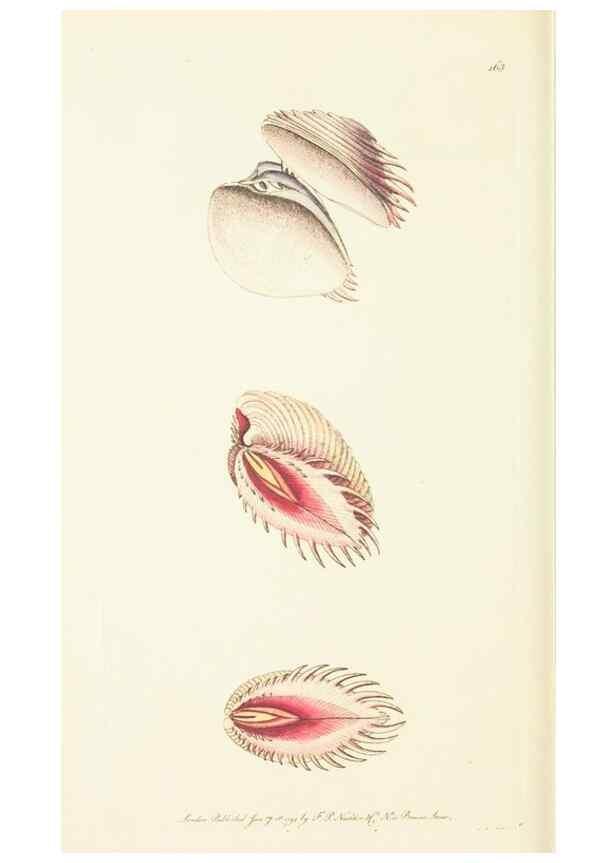 Reproducción/Reproduction 30742432995: The naturalist's miscellany, or Coloured figures of natural objects. London :Printed for Nodder & Co.,1789-1813