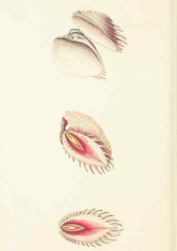 Reproducción/Reproduction 30742432995: The naturalist's miscellany, or Coloured figures of natural objects. London :Printed for Nodder & Co.,1789-1813