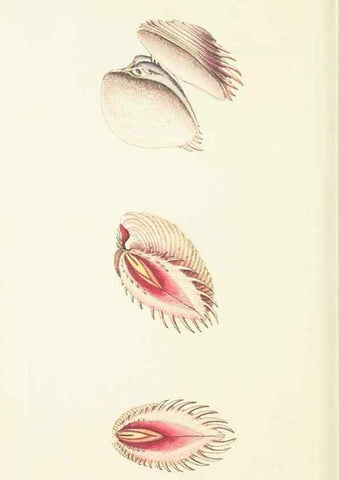 Reproducción/Reproduction 30742432995: The naturalist's miscellany, or Coloured figures of natural objects. London :Printed for Nodder & Co.,1789-1813