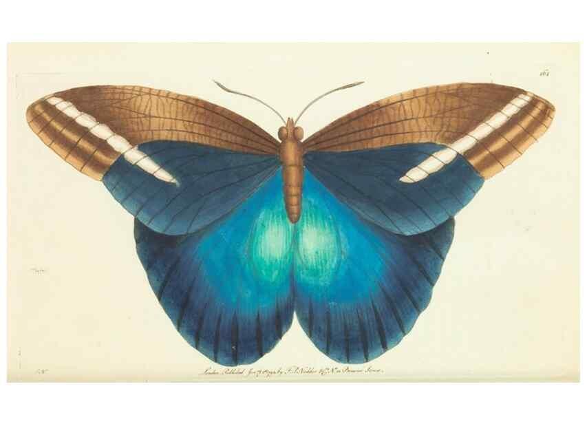 Reproducción/Reproduction 30742434285: The naturalist's miscellany, or Coloured figures of natural objects. London :Printed for Nodder & Co.,1789-1813