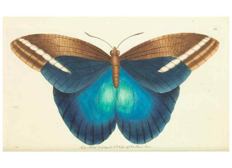 Reproducción/Reproduction 30742434285: The naturalist's miscellany, or Coloured figures of natural objects. London :Printed for Nodder & Co.,1789-1813