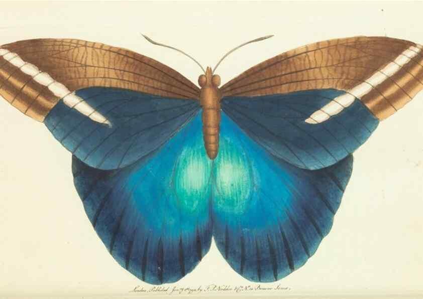 Reproducción/Reproduction 30742434285: The naturalist's miscellany, or Coloured figures of natural objects. London :Printed for Nodder & Co.,1789-1813